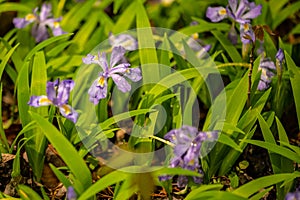 Rain Drops Cling to Crested Dwarf Iris In Spring