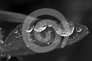 Rain drops on a clover leaf