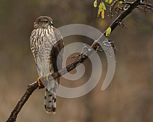 Rain Drops Cooper`s Hawk