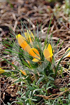 Rain drops on crocus flowers in Copenhagen Denmark