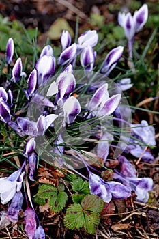 Rain drops on crocus flowers in Copenhagen Denmark