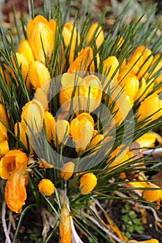 Rain drops on crocus flowers in Copenhagen Denmark