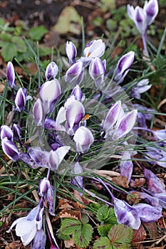 Rain drops on crocus flowers in Copenhagen Denmark