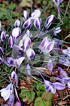 Rain drops on crocus flowers in Copenhagen Denmark