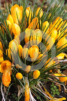 Rain drops on crocus flowers in Copenhagen Denmark