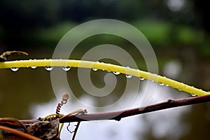 Rain drops on Cuscuta, dodder, parasitic plant, Creeper plant in nature