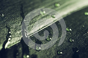 Rain drops on dark green leaf, macro shot. Tranquil spring nature flora background