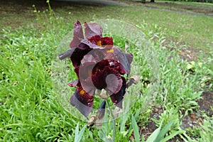 Rain drops on dark red flowers of Iris germanica