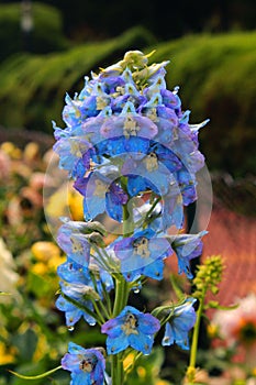 Rain drops on the decorative blue flowers and buds in the bryant park, kodaikanal.