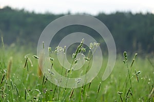 Kapky deště nebo kapky rosy na trávě a zelených rostlinách v přírodě.