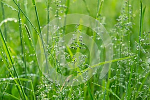 Kapky deště nebo kapky rosy na trávě a zelených rostlinách v přírodě.