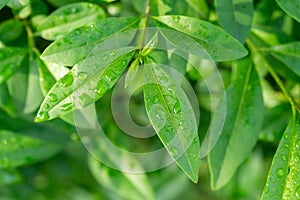 Rain drops or dew droplets on the grass and green plants in the nature.