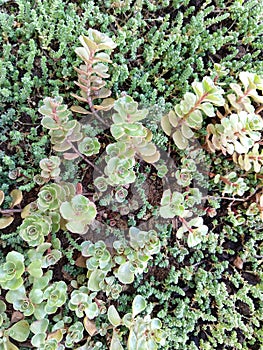 Rain drops or dew droplets on the grass and green plants in the nature.