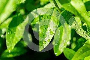 Rain drops or dew droplets on the grass and green plants in the nature.