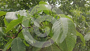 Rain drops dripping on the big green leaves of the tree Walnut close-up.