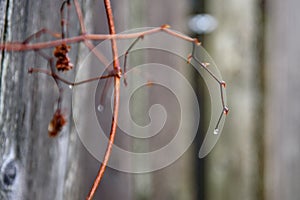 Rain drops on the dry branches of the vines on the fence.