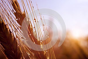 Rain drops on ear of barley.