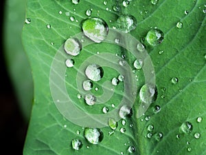 Rain Drops on The Elephant Ear Leaf