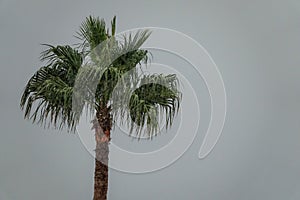 Rain drops falling in front of palm tree.