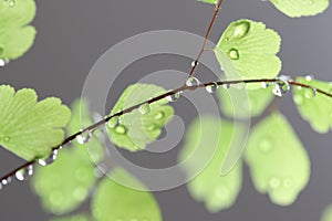 Rain Drops on Fern