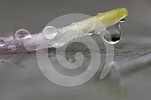 Rain drops on a flower petal