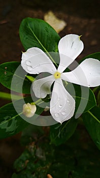 Rain Drops on Flowers and Leaves, The Flowers are Nayantara Rose Periwinkle, Colours of white, Homemade Flowers.