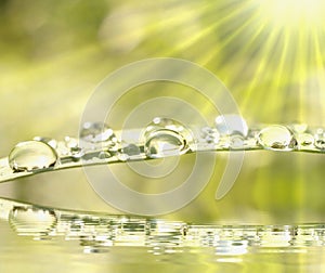 Rain drops on fresh grass in the light of the sun