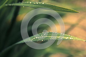 Rain drops on fresh green grass in the rays of the setting sun.Green background with grass