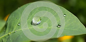 Rain drops on fresh green leaf