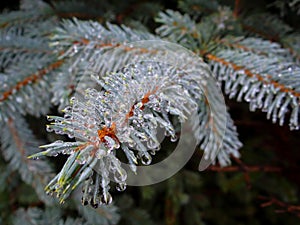 Rain drops on frosty pine