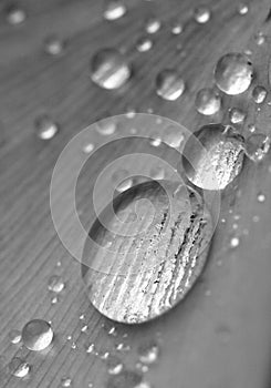 Rain drops on a gingko leaf in black and white