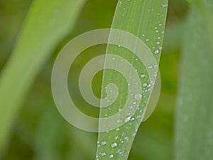 Rain drops on a grass blade