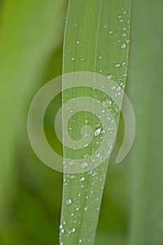 Rain drops on a grass blade