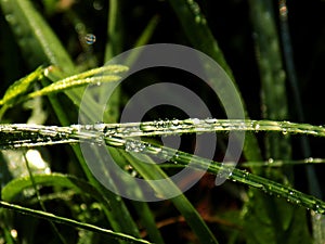 Rain drops on grass blade