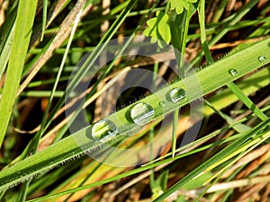 Rain drops on grass blade after rain on meadow