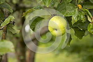 Rain drops on green apples on tree branch