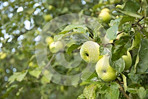 Rain drops on green apples on tree branch