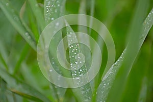 Rain drops on a green blades