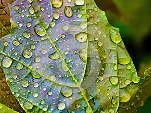 After the rain drops on green fresh leaf macro photography