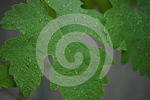 Rain drops on a green grape leaf in a summer garden