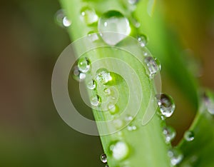 Rain drops on a green grass