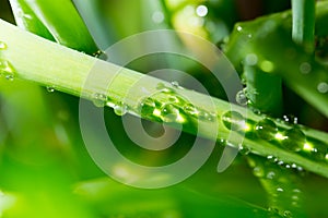 Rain drops on a green grass