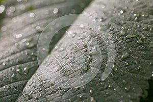 Rain drops on green leaf