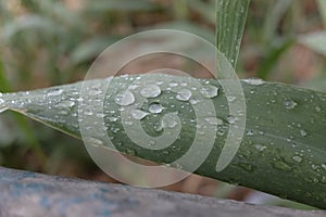 Rain drops on green leaf