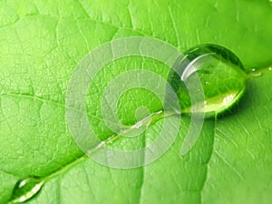 Rain drops on a green leaf