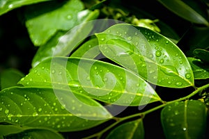 Rain drops on green leaf