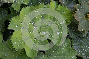 Rain drops on green leaf