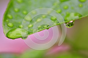 Rain Drops on A green Leaf