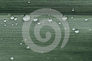 Rain drops on a green leaf