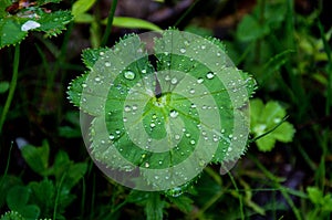 Rain drops on a green leaf